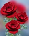 FB_IMG_1637254263126.jpg