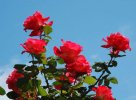 Beautiful-natural-damask-rose-623x460.jpg