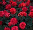 IMG_٢٠٢١١١٢٢_١١٢٢١٤.jpg