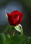 271-صور-ورد-خلفيات-ورد-صور-وردة-خلفيات-ورود-صور-وردة-flowers-images-wallpapers-hd-724x1024.jpg