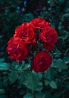 74-صور-ورد-خلفيات-ورد-صور-وردة-خلفيات-ورود-صور-وردة-flowers-images-wallpapers-hd-724x1024.jpg