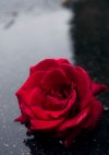 96-صور-ورد-خلفيات-ورد-صور-وردة-خلفيات-ورود-صور-وردة-flowers-images-wallpapers-hd.jpg