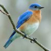 Eastern_Bluebird-27527-2.jpg