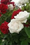 IMG_٢٠٢١١١٢٢_١١٢٣٠٢.jpg