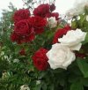 images (1) (41).jpeg