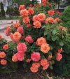 IMG_٢٠٢١١١٢٢_١١٢٤٠٥.jpg