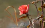 rose-flower-leaves-thorns-wallpaper-preview.jpg