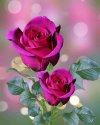 FB_IMG_1637152516745.jpg