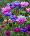 IMG-20220103-WA0001.jpg