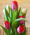 tulip.png