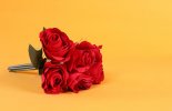 Bouquets_Roses_Colored_background_Red_592453_600x388.jpg