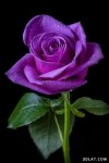 3dlat.com_26_18_1a87_6f68bd72955c6.jpg