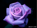 13653703396.png