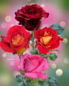 FB_IMG_1646156206559.jpg