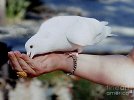 hand-feeding-a-white-dove-at-mission-santa-barbara-merton-allen.jpg
