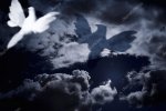 depositphotos_31756453-stock-photo-white-dove-flying-into-cloudy.jpg