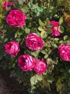 rose-جوري-سلطاني.jpg