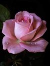 FB_IMG_1650563000647.jpg