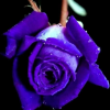 1651098415306.png