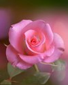 FB_IMG_1653134022744.jpg