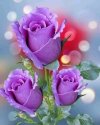FB_IMG_1656075255642.jpg