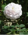 IMG_٢٠٢٢٠٦٢٤_١٠٢٥٢٠.jpg