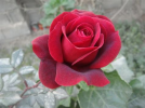 1661103183359.png