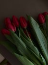 тюльпаны _ flowers.jpeg