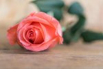 Roses_Closeup_Pink_color_594681_600x400.jpg
