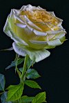 Roses_Closeup_Black_background_595264_300x450.jpg