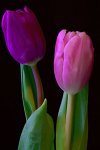 Tulips_Closeup_Two_Black_background_606877_300x450.jpg