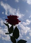 IMG_20211119_180305_703.jpg