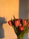 tulips.jpeg