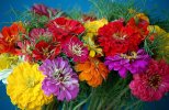 desktop-wallpaper-flowers-bright-bouquet-colorful-zinnias-cincinnati.jpg