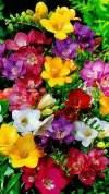 desktop-wallpaper-beautiful-flowers-flowers-adorable-flowers.jpg