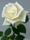 images (42).jpeg