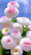desktop-wallpaper-beautiful-flowers-pink-flowers.jpg