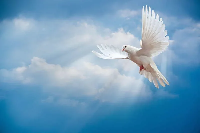 desktop-wallpaper-dove-peace-sky-pigeon-white-sunrays-white-white-doves.webp