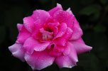 desktop-wallpaper-rose-with-dew-on-it-rose-pink-delicate-dew.jpg
