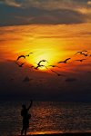 desktop-wallpaper-nature-birds-sunset-sea-silhouettes.jpg