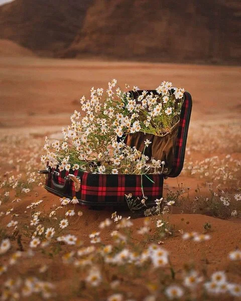 ورد جنطه.webp