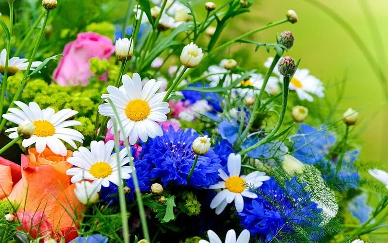 desktop-wallpaper-spring-flowers-nature-flowers-spring-graphy.webp