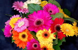 desktop-wallpaper-flowers-gerberas-bright-bouquet-colorful.jpg