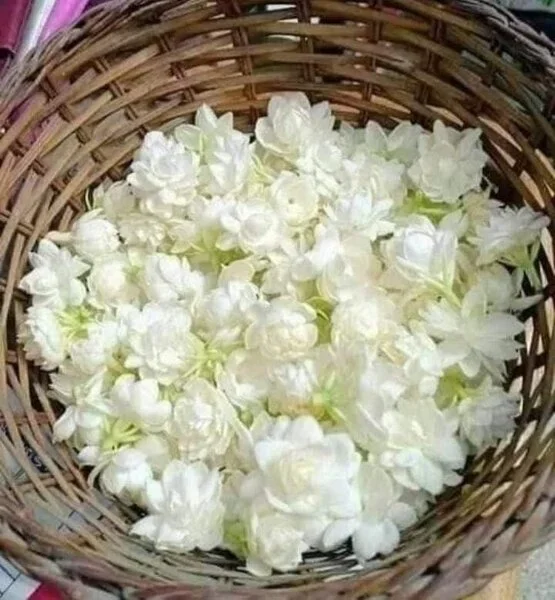 ورد ياسمين سله.webp