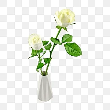pngtree-natural-plant-white-rose-png-image_3264568.webp