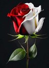 FB_IMG_1685637557520.jpg