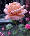 FB_IMG_1686679438712.jpg