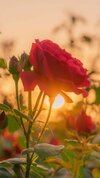 8d21423371ffb9c70ecd4a7d5ae16443.jpg