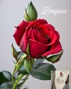 FB_IMG_1700666106127.jpg