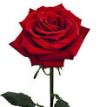 1701107451996.png